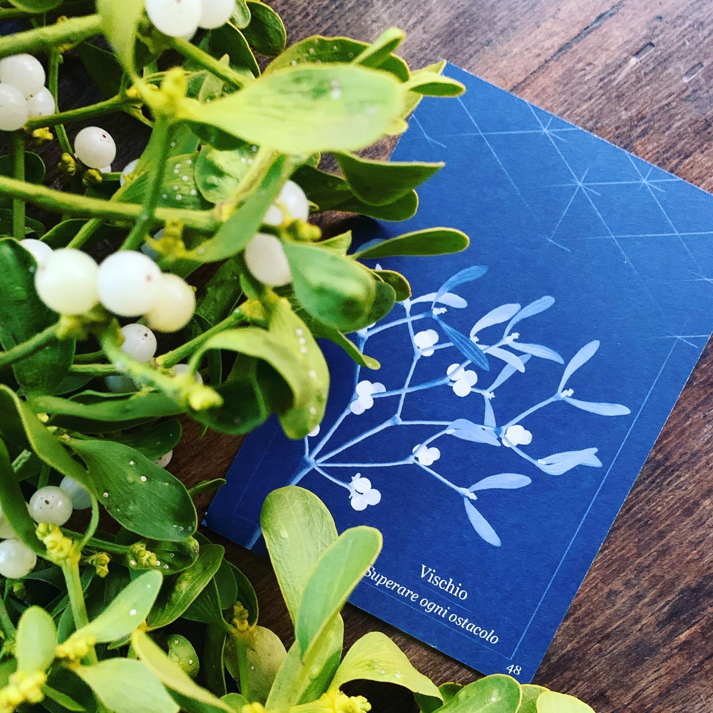 Blu Botanico